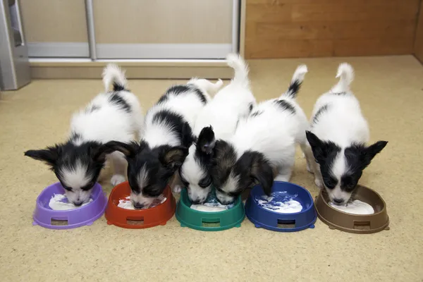 Little Puppies Papillon eating curd — Stock Photo, Image