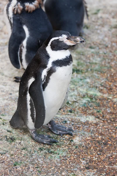 Humboldt-Pinguine — Stockfoto