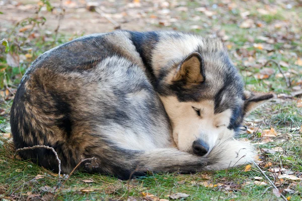 how many hours a day do malamutes sleep