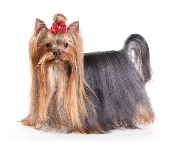 Yorkshire Terrier Stock Picture