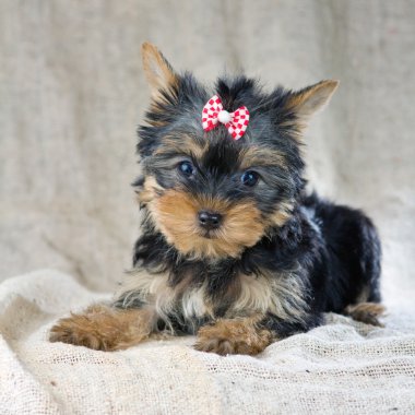 Yorkshire terrier yavrusu