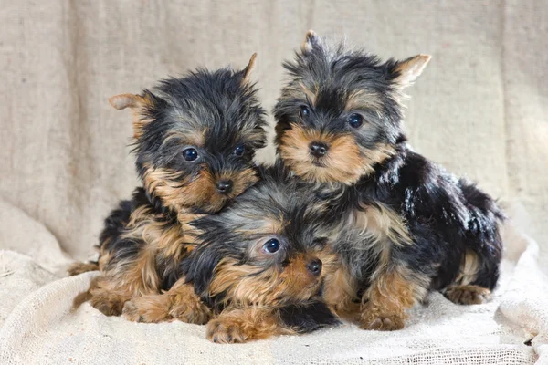 Yorkshire Chiots Terrier — Photo