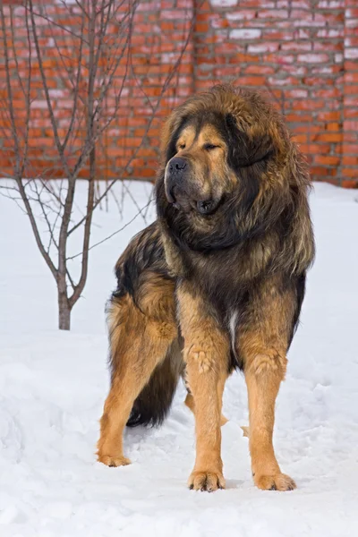 Tibetaanse Mastiff — Stockfoto