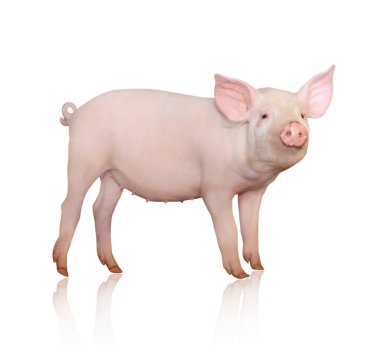 Pig clipart