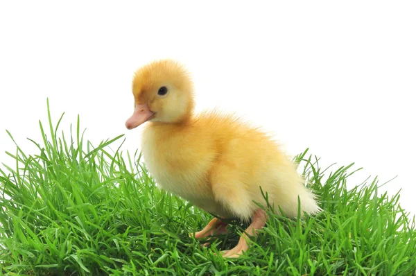 Pato en la hierba — Foto de Stock