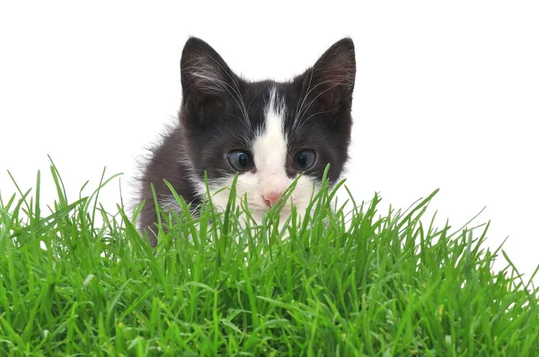 Kattunge i gräs — Stockfoto