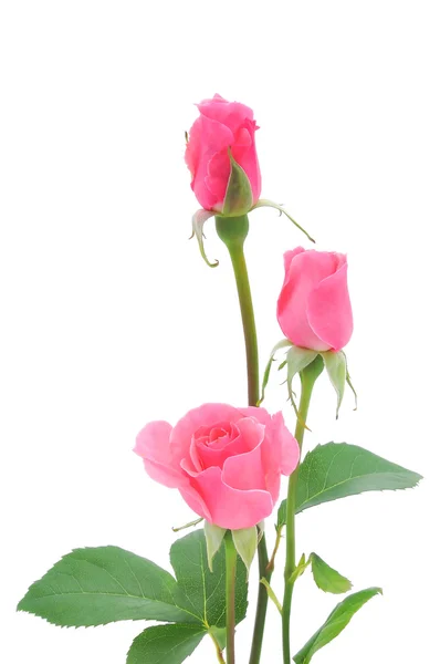 Pink roses isolated — Stock Photo, Image