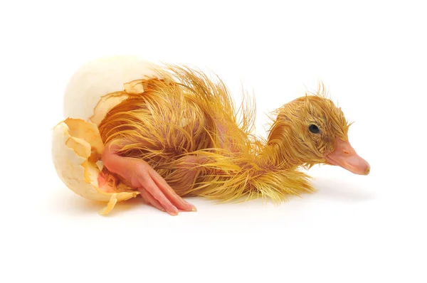 Duckling — Stock Photo, Image