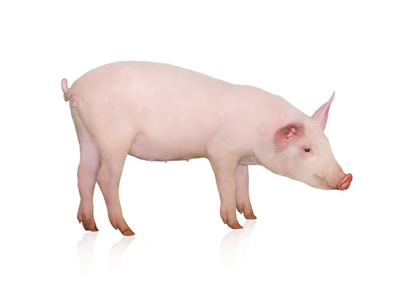 Pig — Stock Photo, Image