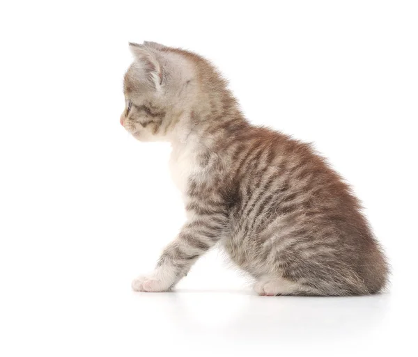 stock image Kitten on a white background