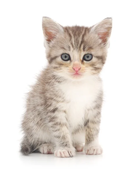 Beyaz arka planda kedi yavrusu — Stok fotoğraf