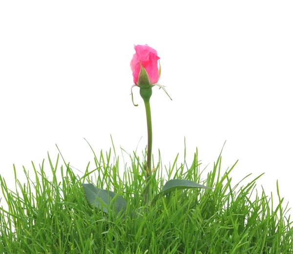 Różowa róża w trawie na białym tle — Zdjęcie stockowe