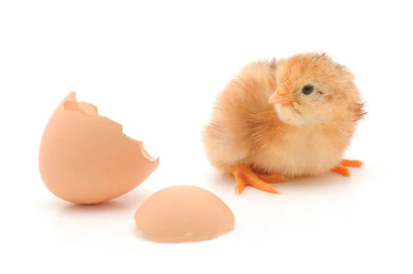 Kurczaka i jaj shell — Zdjęcie stockowe