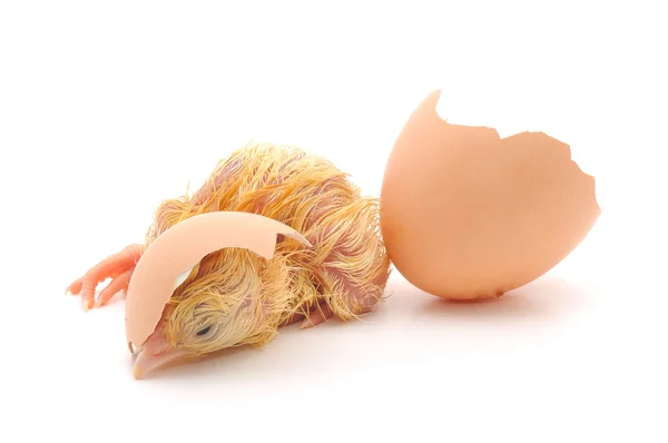 stock image Chicken and an egg shell