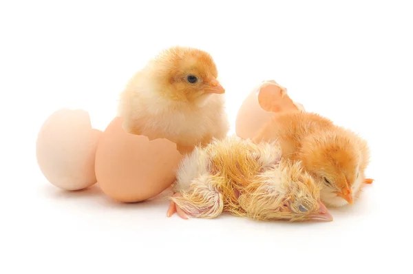 Kippen en een shells van eieren — Stockfoto