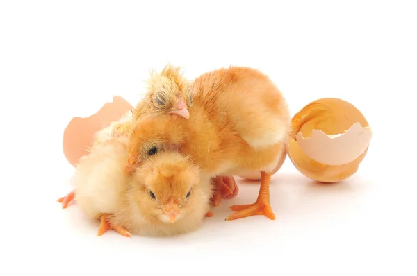 Pollos y cáscaras de huevos —  Fotos de Stock