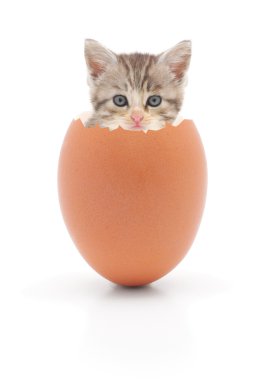 yumurta beyaz zemin üzerine de kedi
