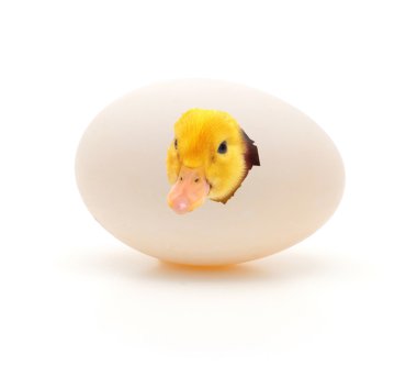 Duckling clipart