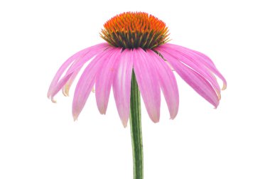 Purple coneflower-echinacea clipart