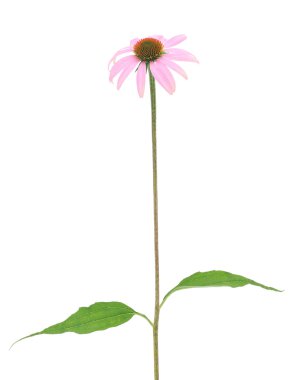 Purple coneflower-echinacea clipart