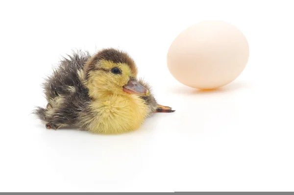 Cute Duckling — Stock Photo, Image