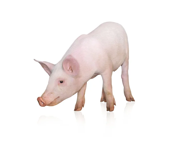 Small Pig — Stock Photo, Image