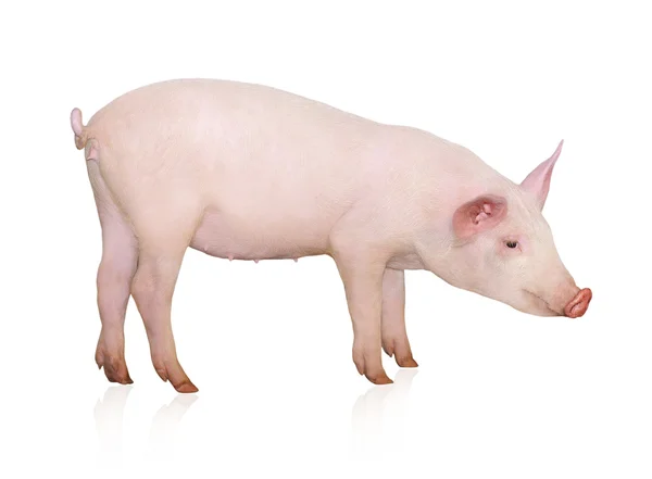 Porcos pequenos — Fotografia de Stock
