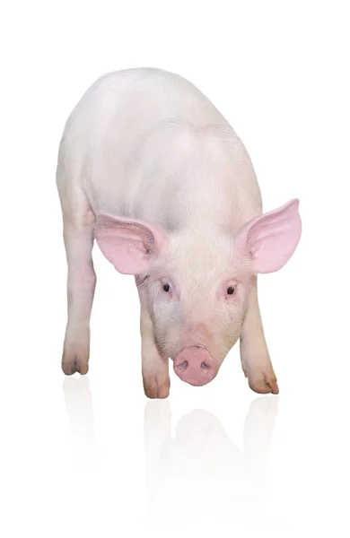 Beyaz üzerinde domuz — Stok fotoğraf