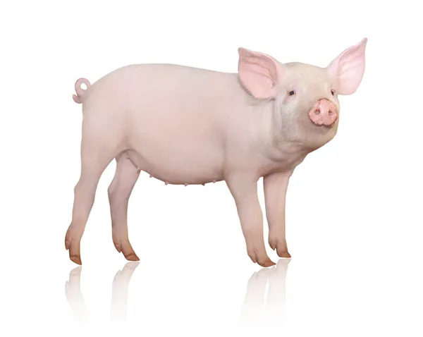 Mała świnia — Zdjęcie stockowe