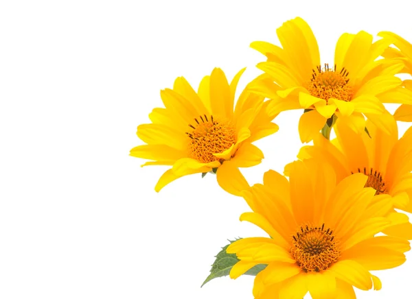 Gele bloemen — Stockfoto
