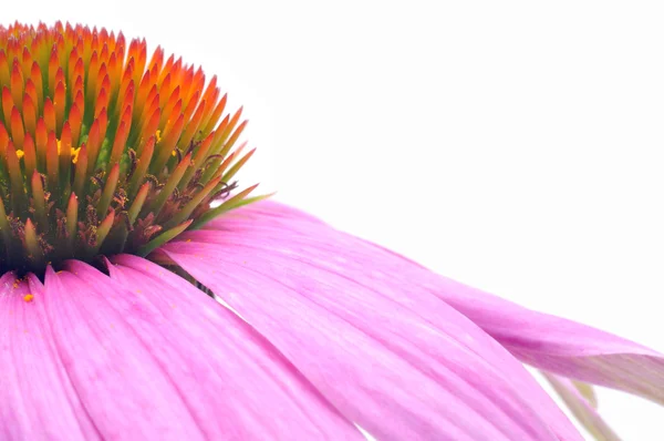 紫色金光菊松果菊 — 图库照片