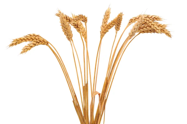 小麦の分離の束 — ストック写真