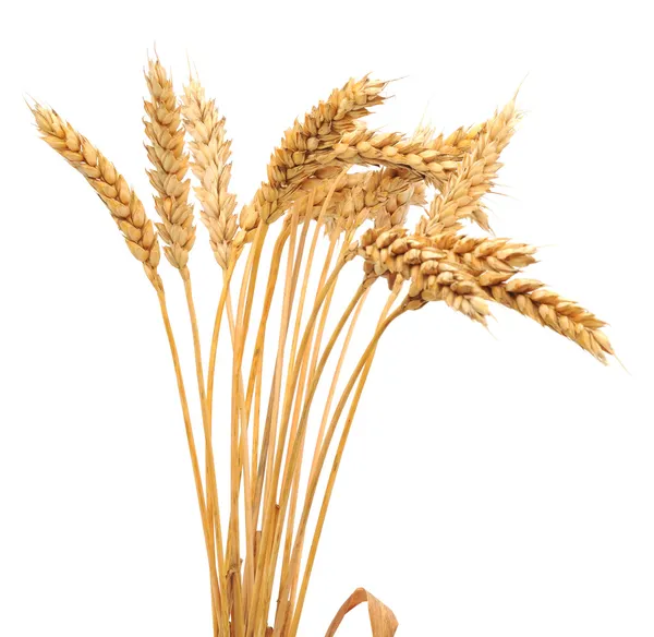 Izolované banda pšenice — Stock fotografie