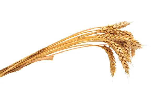 Izolované banda pšenice — Stock fotografie