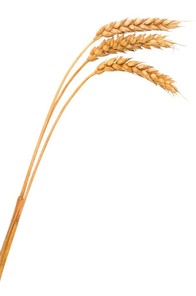 Bando isolado de trigo — Fotografia de Stock
