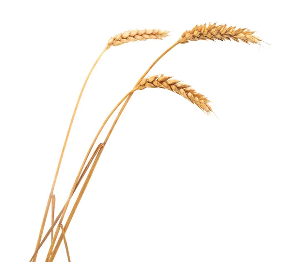 Buğday izole demet — Stok fotoğraf