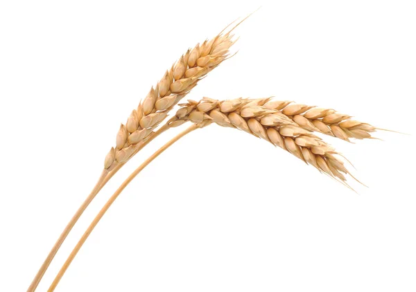 Isolated bunch of wheat — Stock Photo, Image