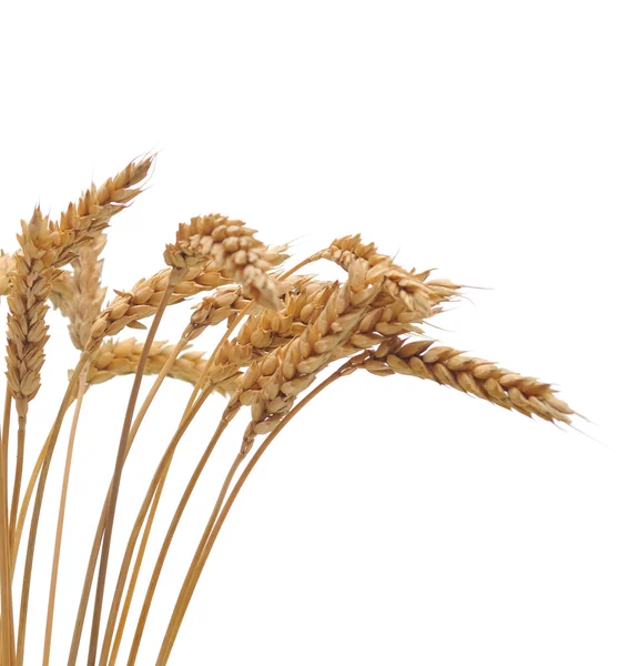 Manojo aislado de trigo — Foto de Stock