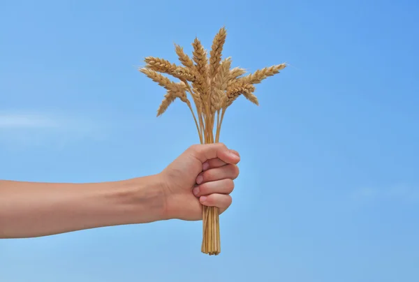 stock image Wheat in the hand