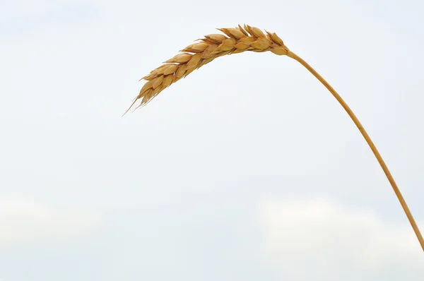 Primo piano sul grano — Foto Stock
