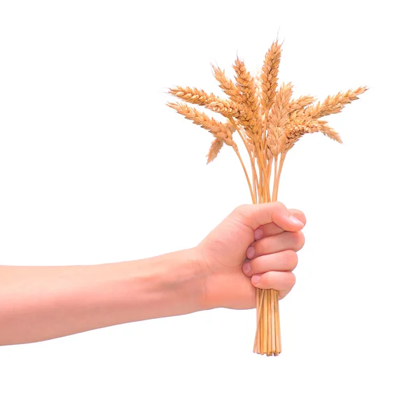 Stock image Wheat in the hand