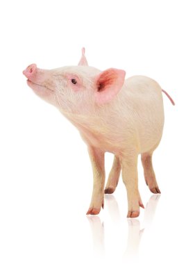 Pig on white clipart