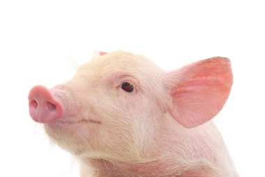 Portrait of a pig clipart