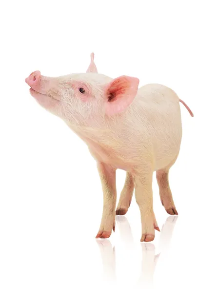 Cerdo sobre blanco — Foto de Stock
