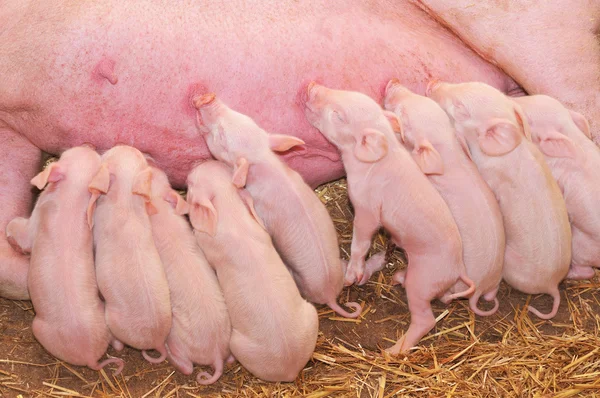 Baby varkens vervoederen van moeder — Stockfoto