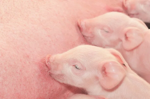 어머니와 함께 수 유 하는 아기 돼지 — 스톡 사진