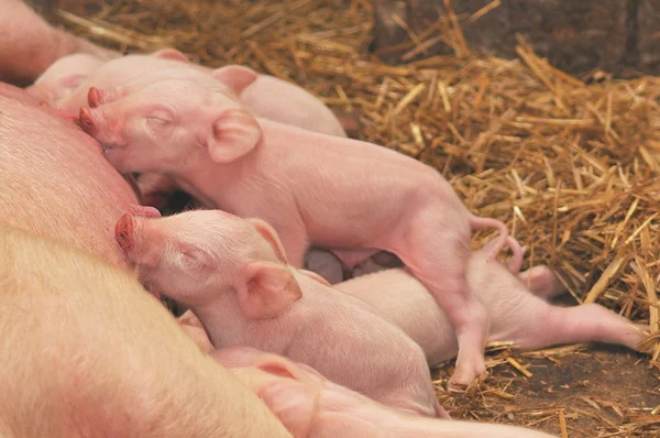 Baby svin utfodring med mamma — Stockfoto
