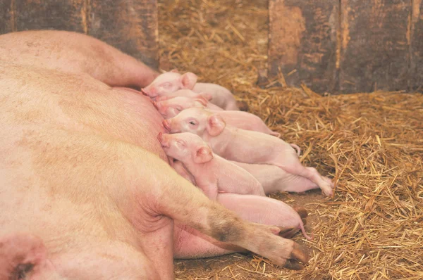 Bébé cochons alimentation avec mère — Photo