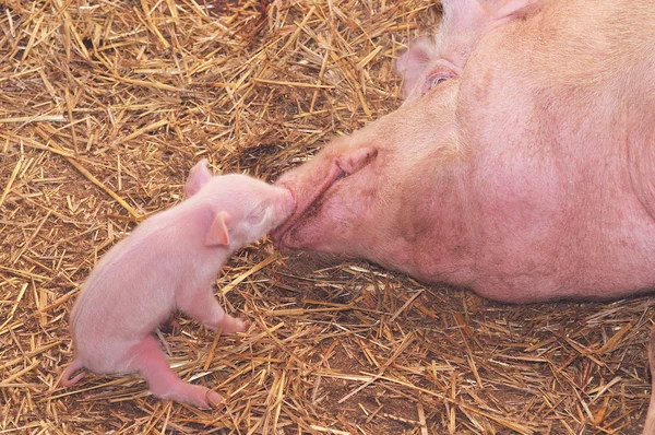 Mãe e bebê porco — Fotografia de Stock