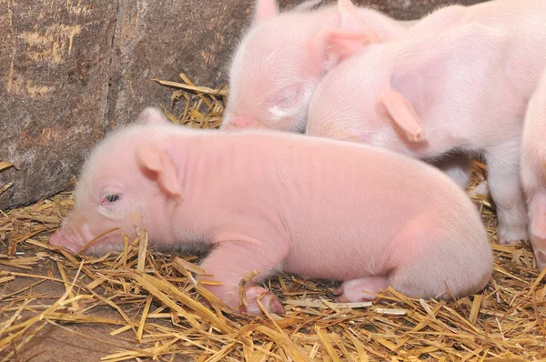 Свиньи на соломе — стоковое фото